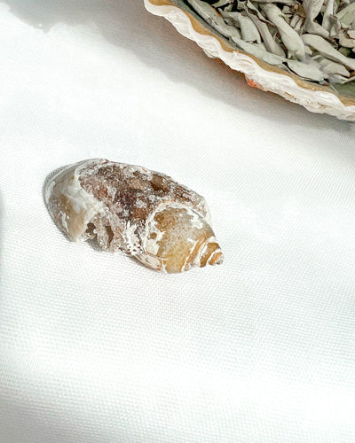 Fossilised Quartz Shell - 114