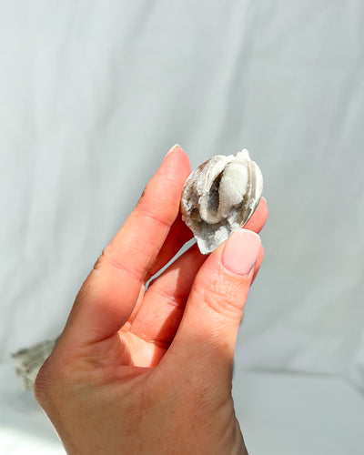 Fossilised Quartz Shell - 81