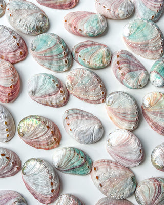 Abalone Shells Natural Iridescence Cleansing Bowl Healing Crystal