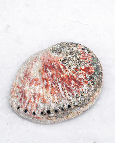 Abalone Shells Natural Iridescence Cleansing Bowl