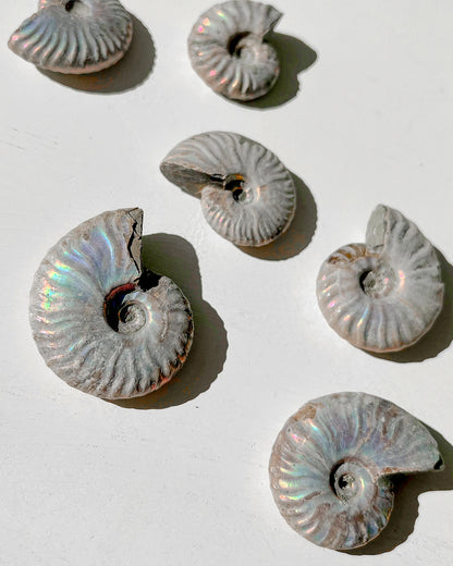 Iridescent Ammonite Fossils Healing Crystal
