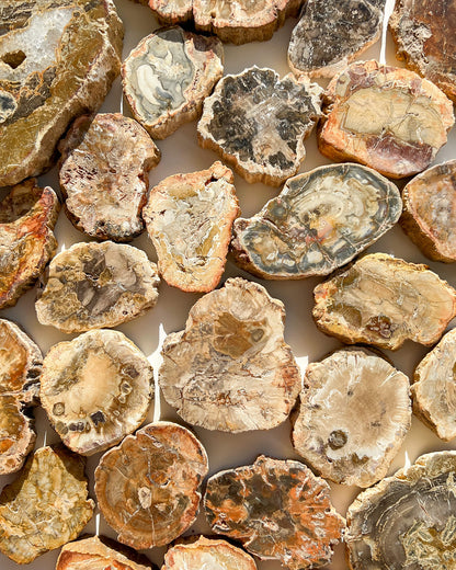 Petrified Wood Slice Healing Crystal