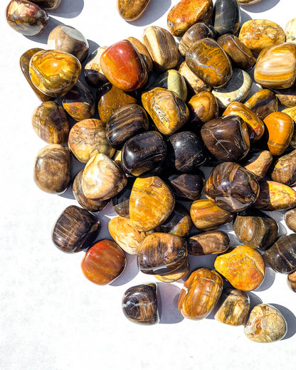 Petrified Wood Tumble Stone Healing Crystal