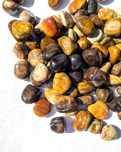 Petrified Wood Tumble Stones