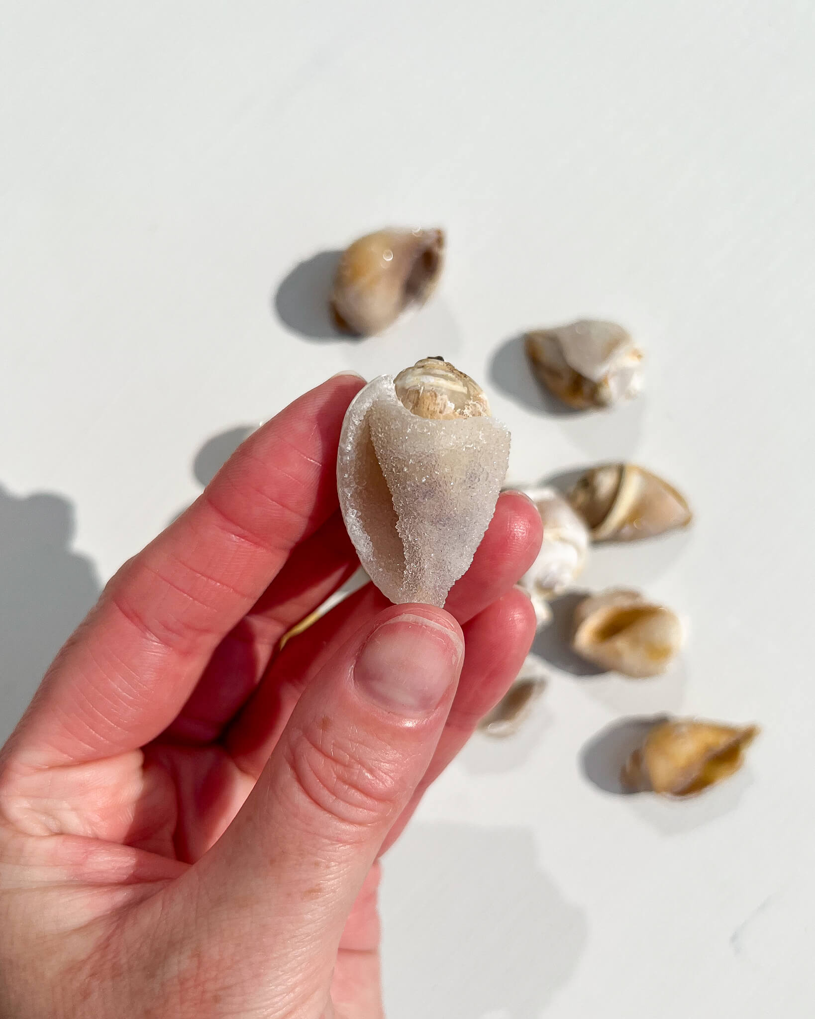 Fossilised Spiralite Quartz Shell