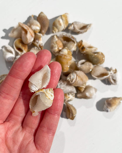 Fossilised Spiralite Quartz Shell Healing Crystal