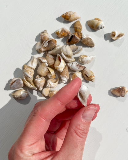 Fossilised Spiralite Quartz Shell Healing Crystal