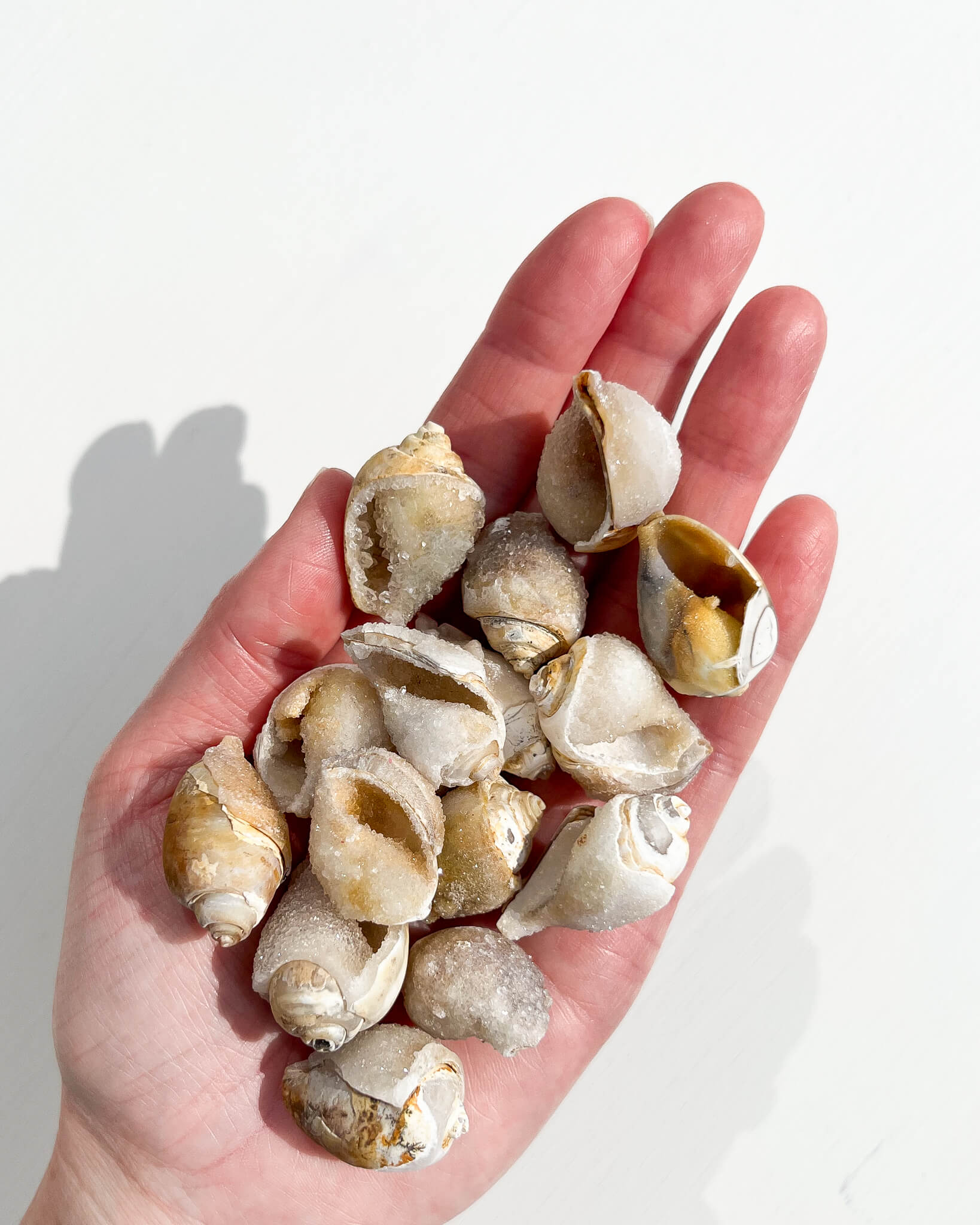 Fossilised Spiralite Quartz Shell Healing Crystal